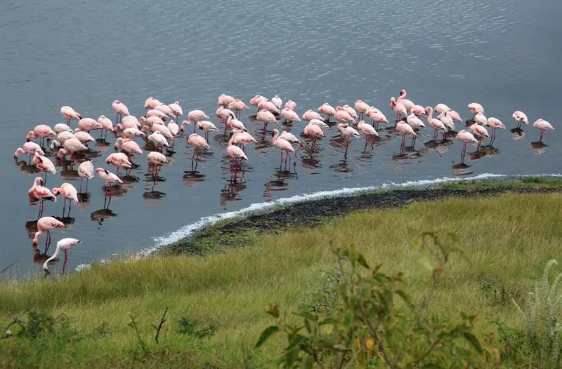 Birdlife / Momella Lakes