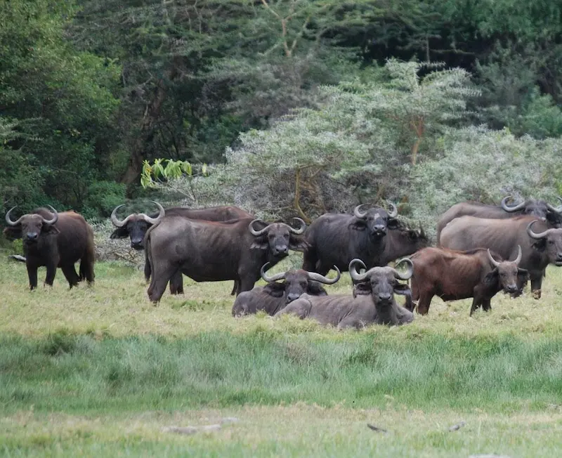 Buffalo