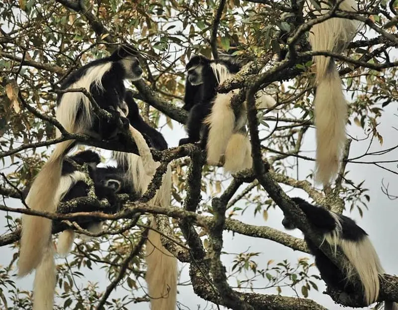 Colobus & forest monkeys