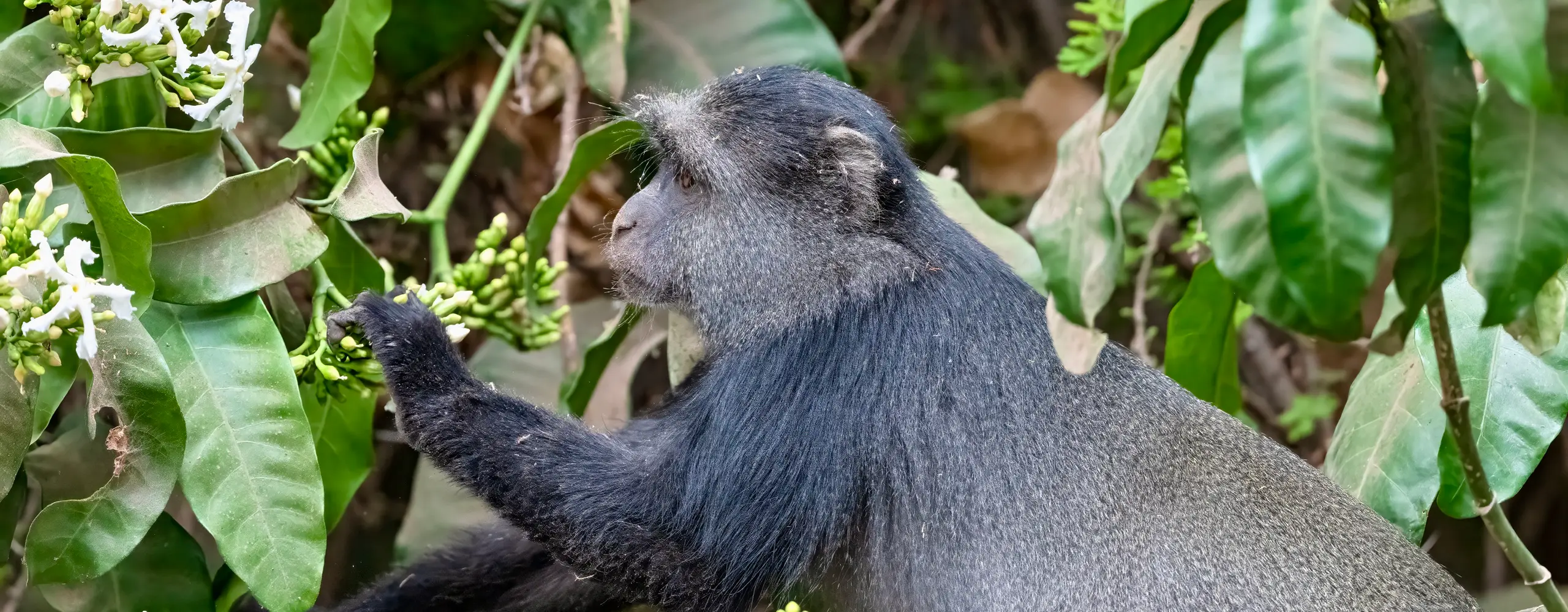 Arusha National Park