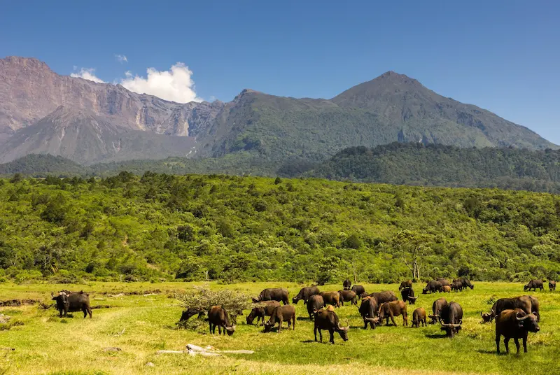 Game drives