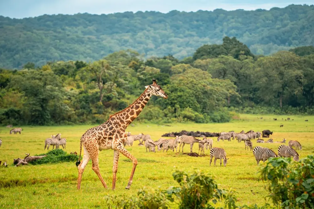 Giraffes & buffalo