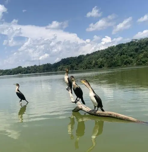 Cormorants & herons