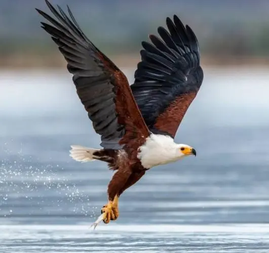 Fish eagle