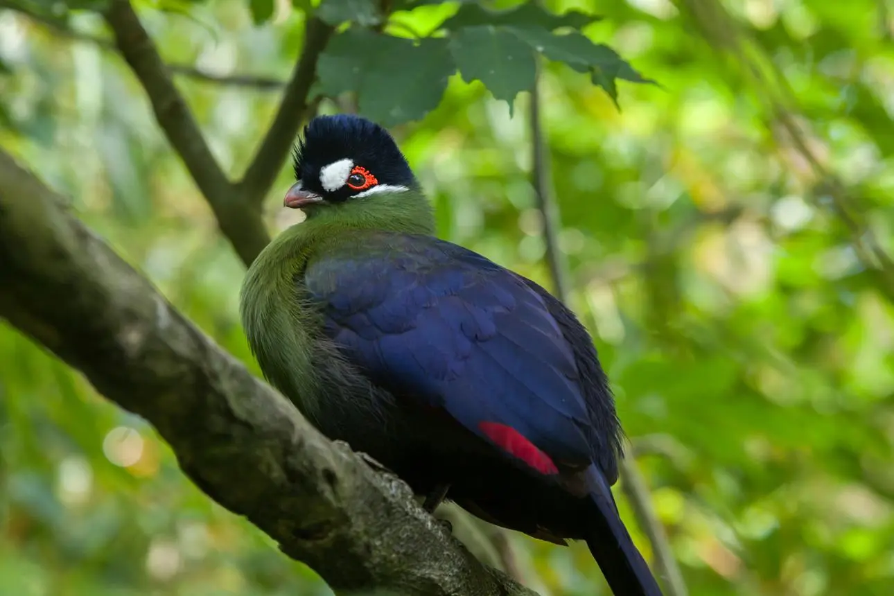 Forest birds