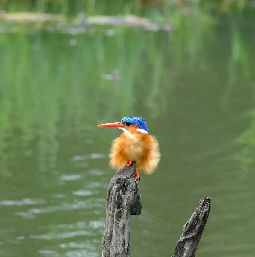 Kingfishers