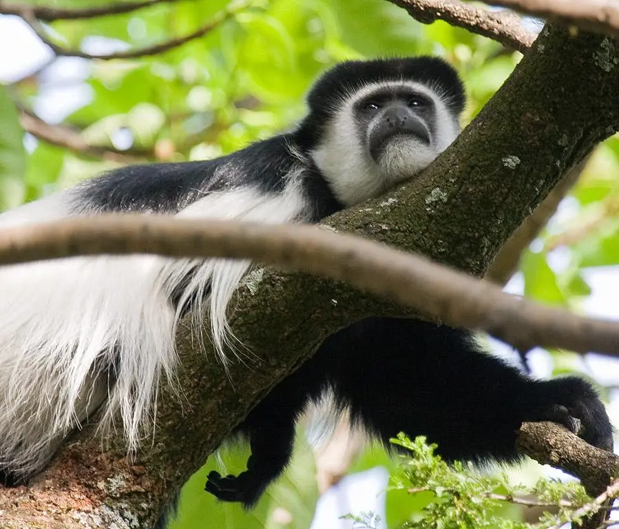 Monkeys