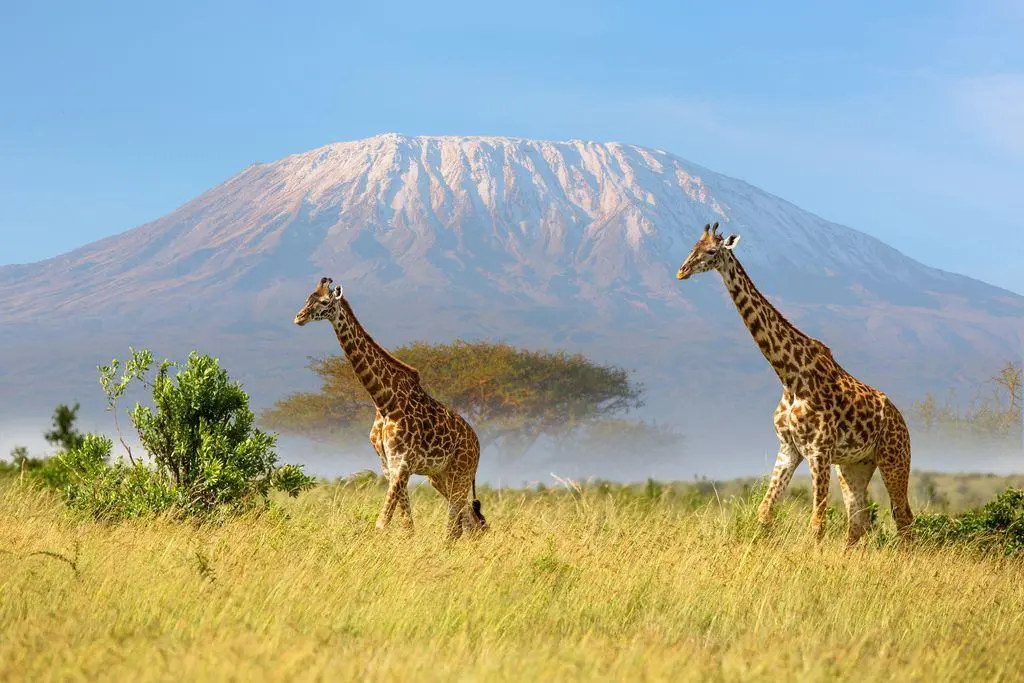 Safari after a Kilimanjaro climb