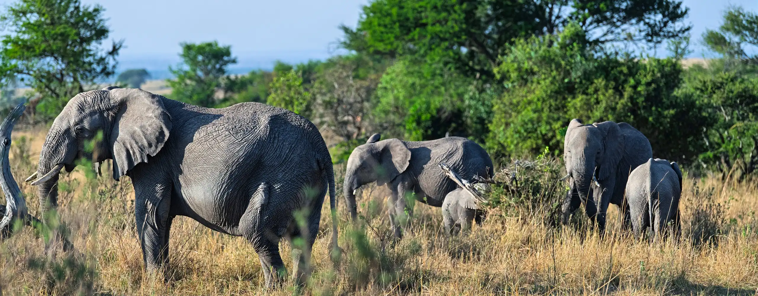 Makuyuni savannah across the seasons