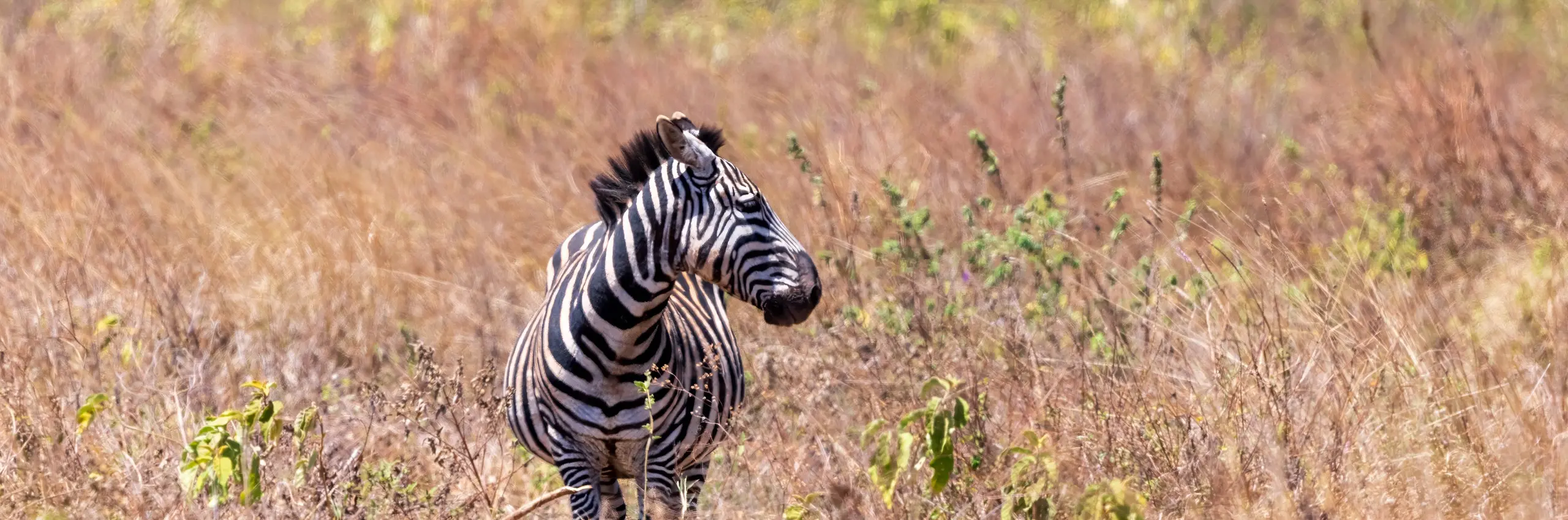 Northern Circuit savannah near Makuyuni
