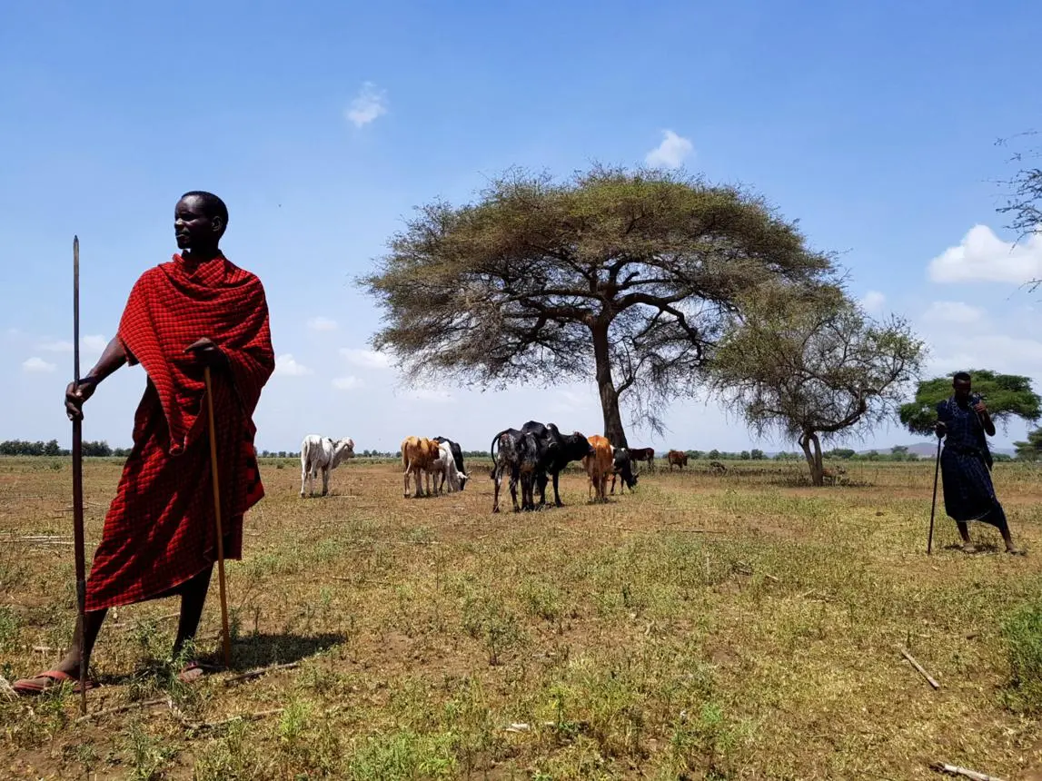 Maasai landscape & culture
