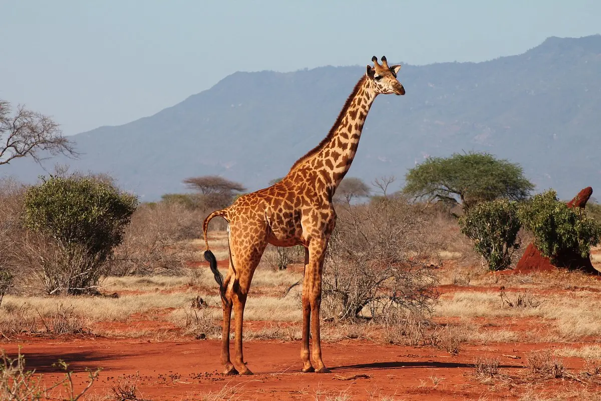 Giraffe