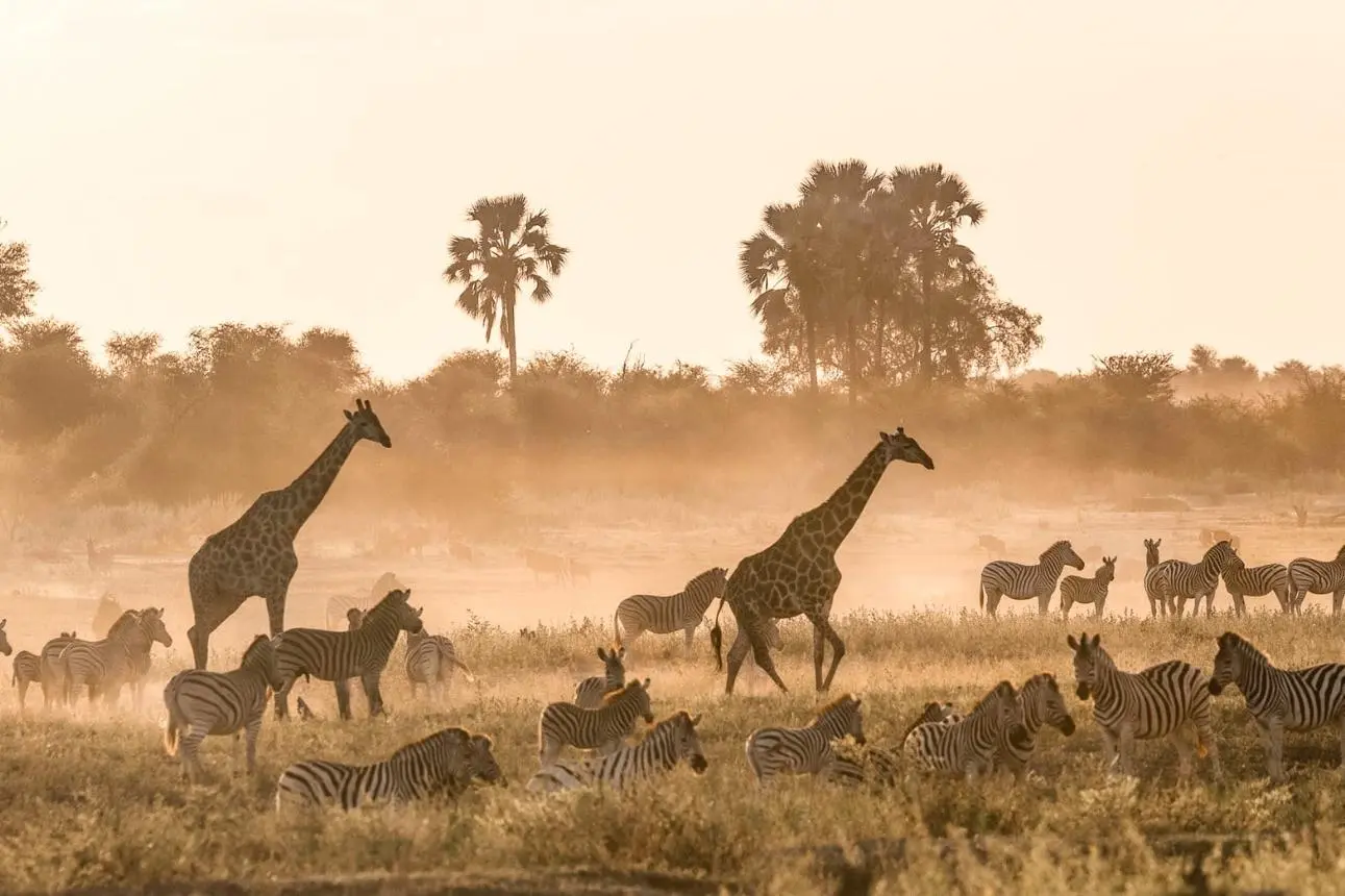 Zebra & wildebeest