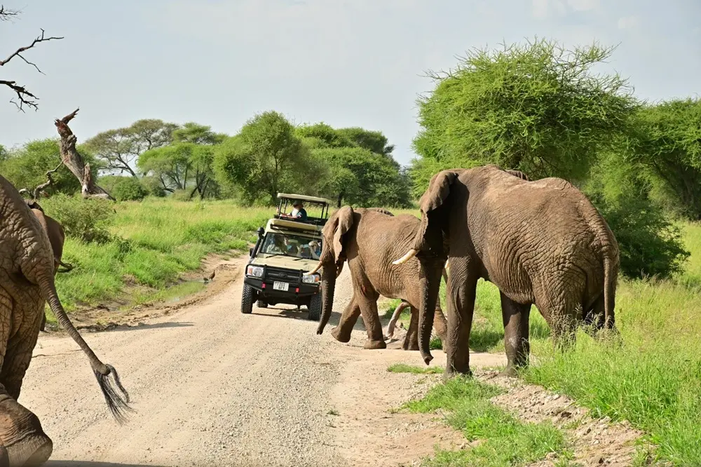 Forest game drives