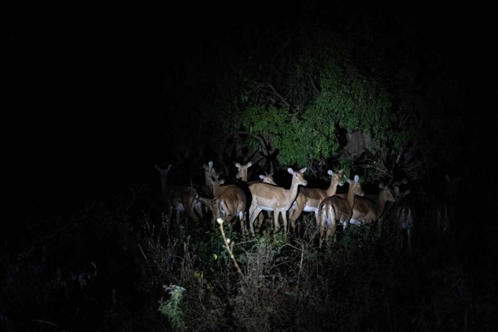 Night game drive