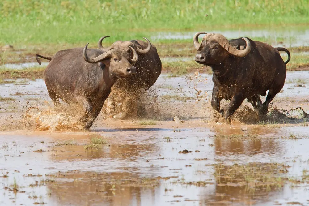 Buffalo