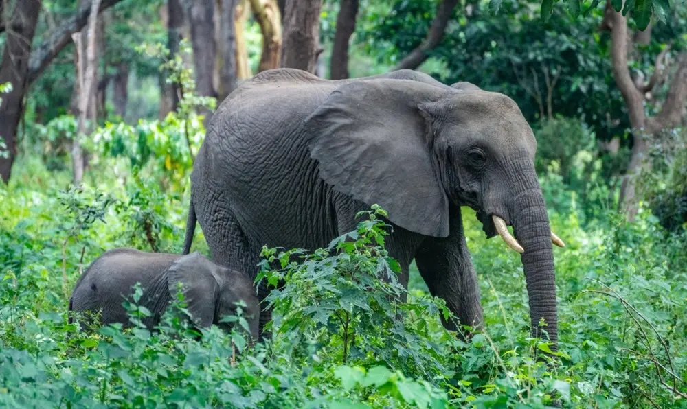 Elephant