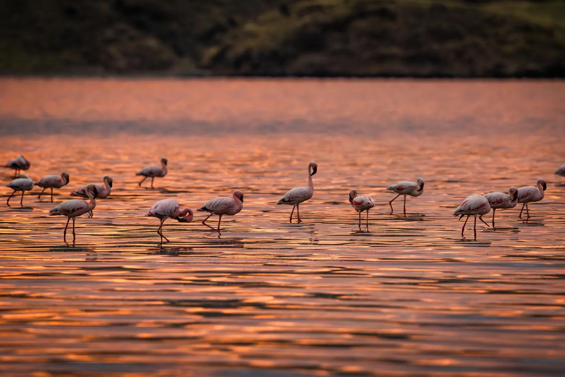 Flamingo
