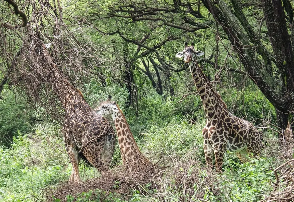 Giraffe