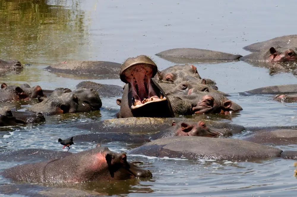 Hippo