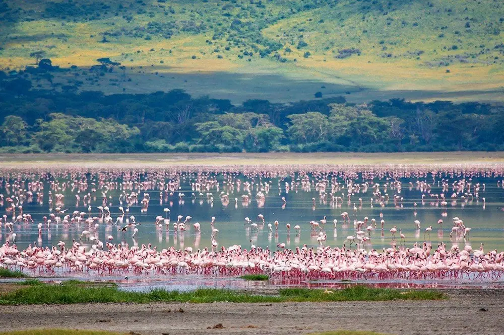Flamingos & birdlife