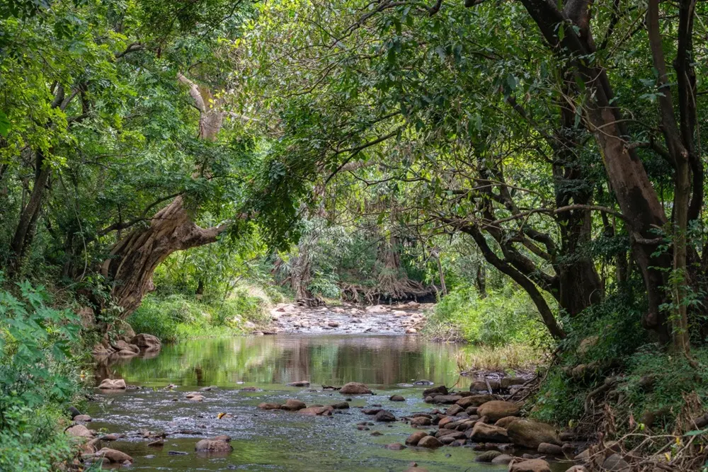 Groundwater forest