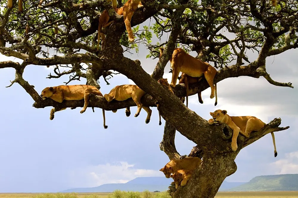 Tree-climbing lions