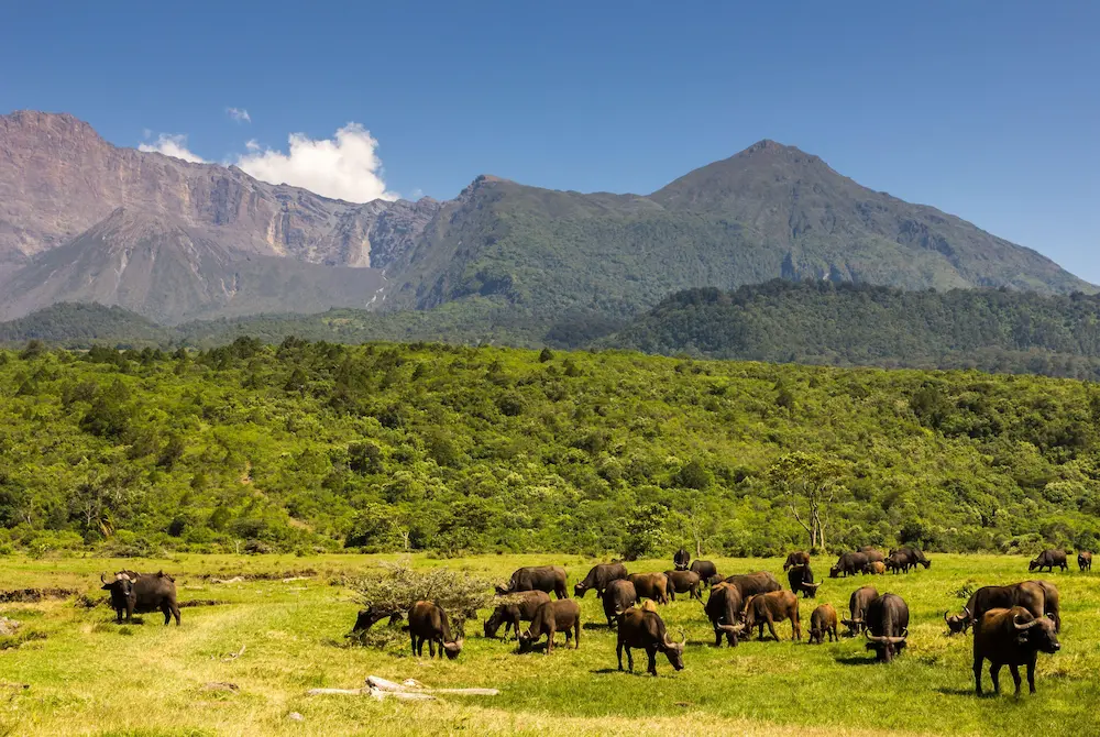 Arusha National Park below Mount Meru