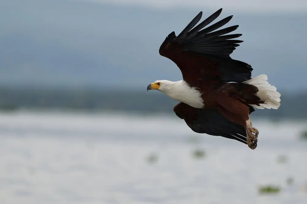 Birdwatching