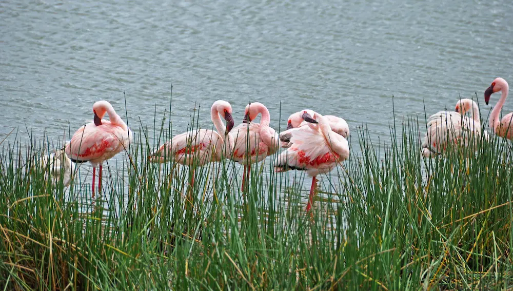 Flamingos