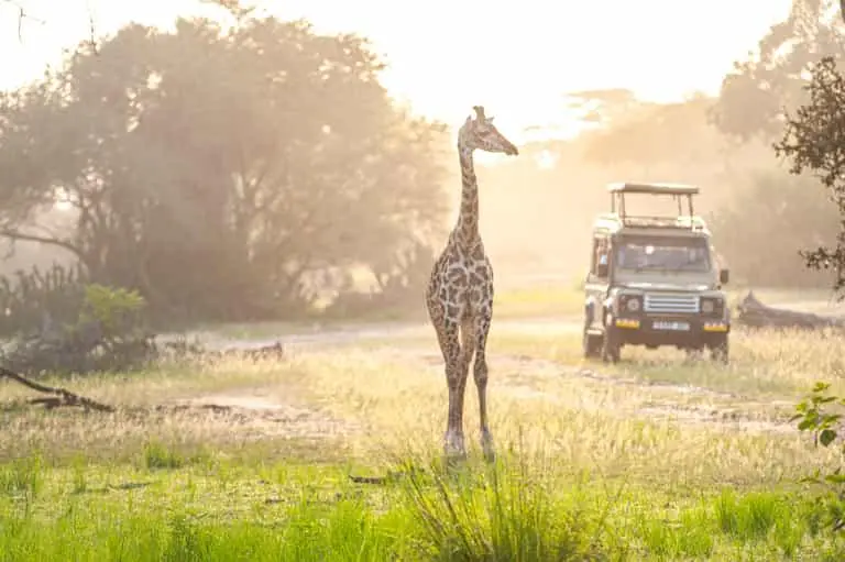 Giraffe