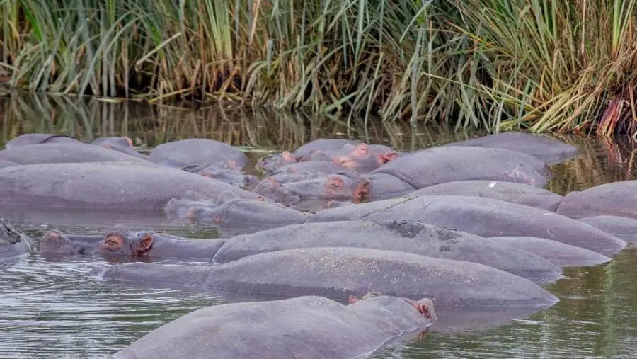 Hippo