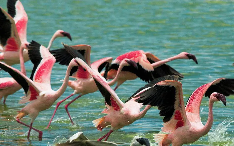 Flamingos & waterbirds