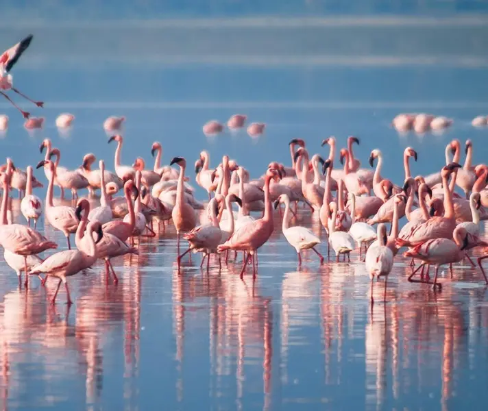 Flamingo viewing