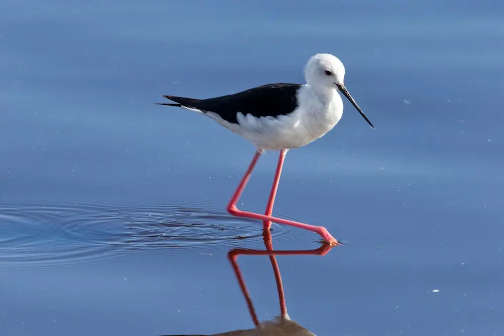 Birdlife