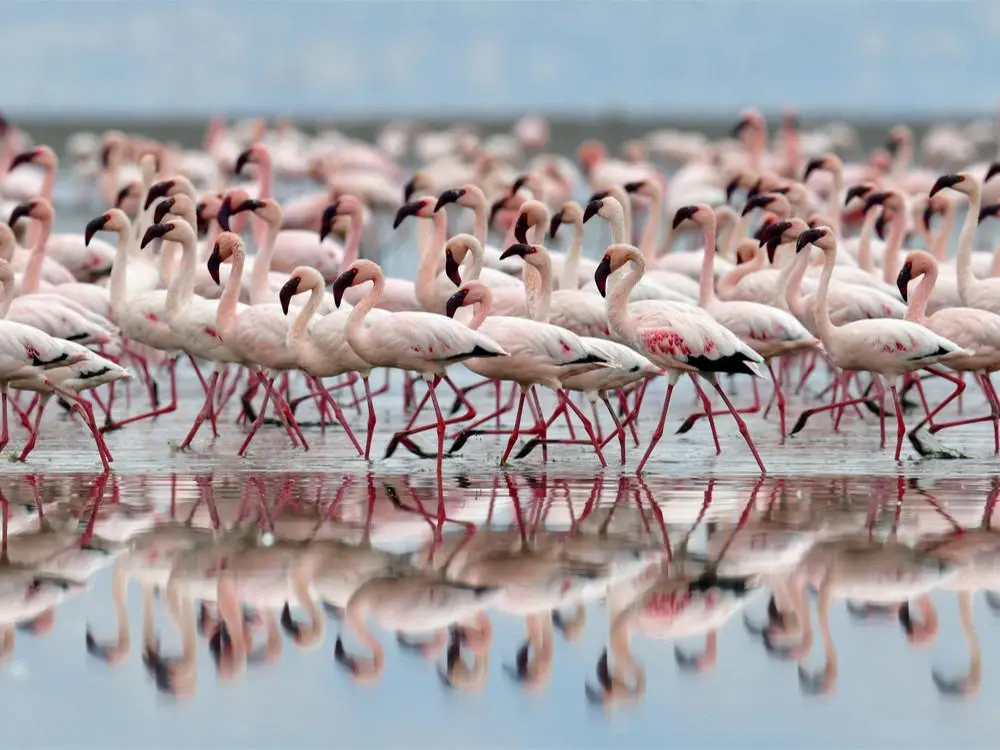 Lesser flamingo