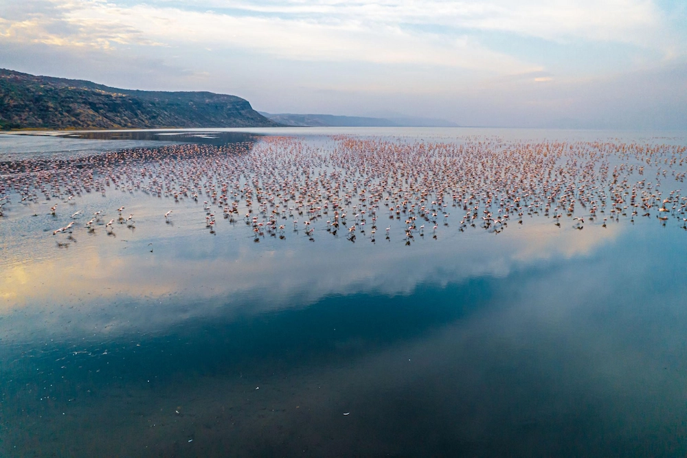 Lesser flamingos