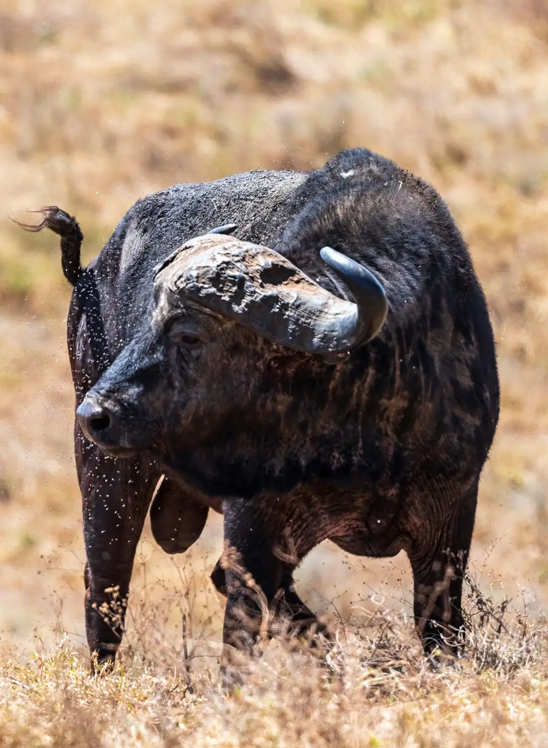 Buffalo