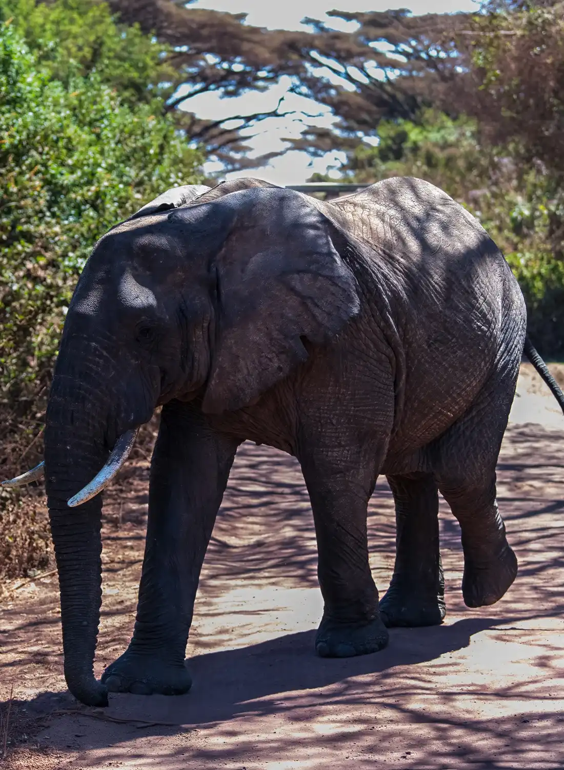 Elephant
