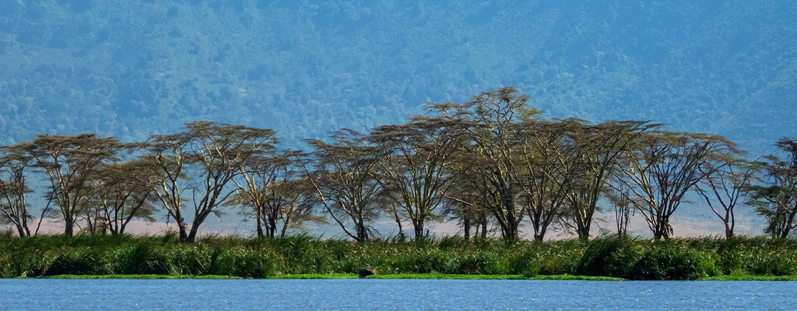 Ngorongoro