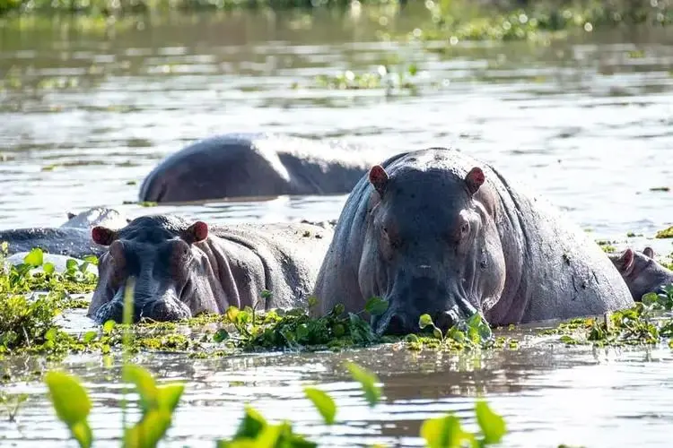 Hippo