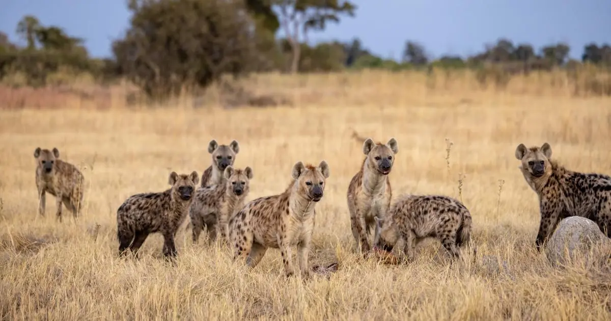 Hyena