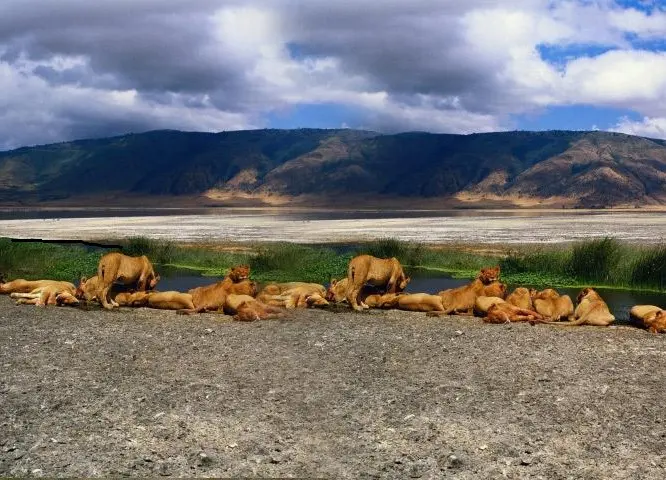 Lion