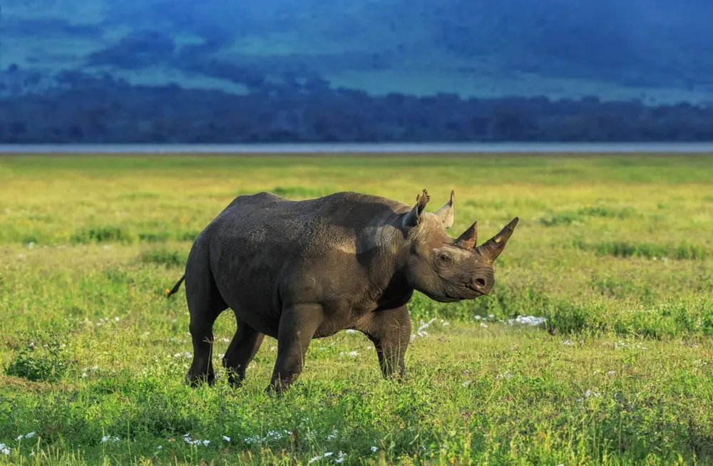 Black rhino
