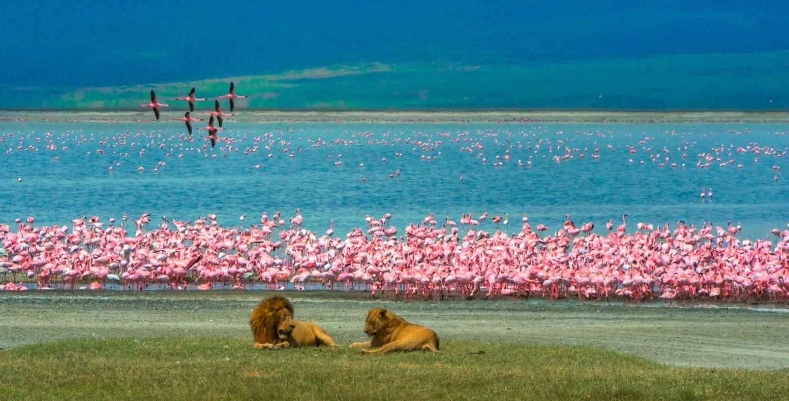 Crater floor wildlife