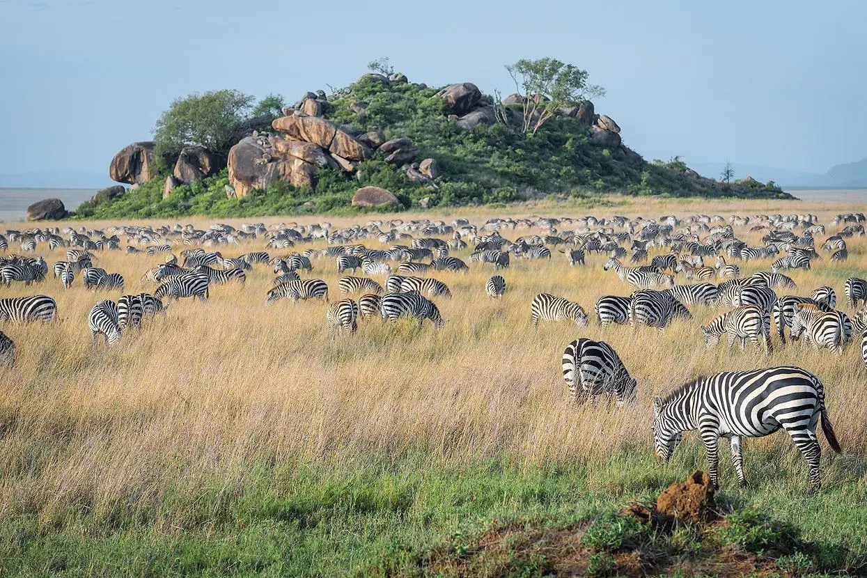 Central Serengeti