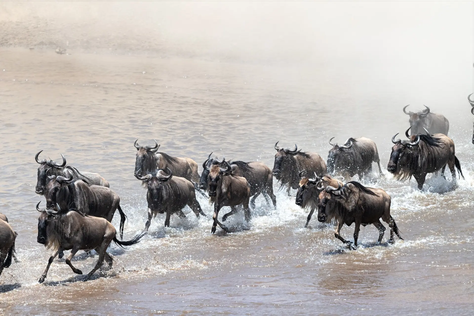 THE GREAT MIGRATION