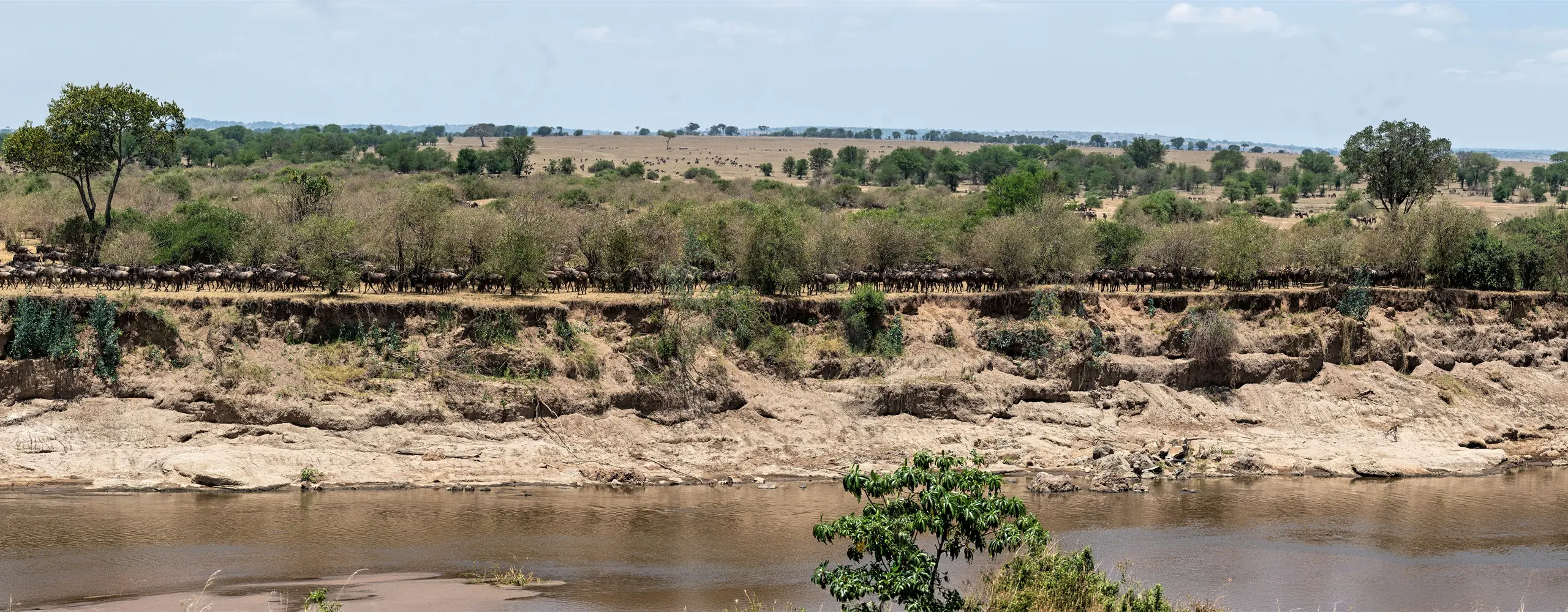 Open Serengeti savanna under soft light
