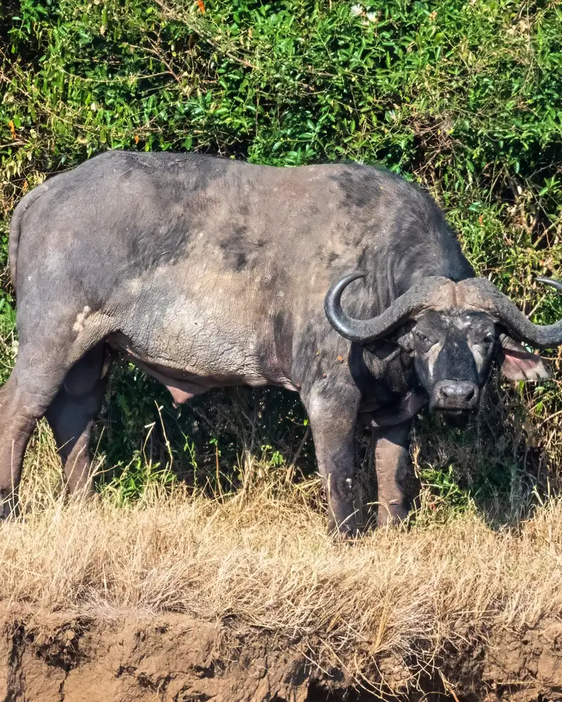 Buffalo