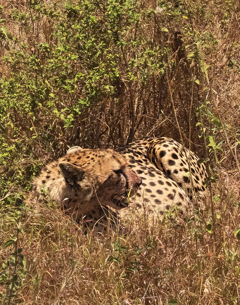 Cheetah